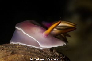 Hypselodoris bullokii _March 2024
(Canon 100, 1/200,f16,... by Antonio Venturelli 